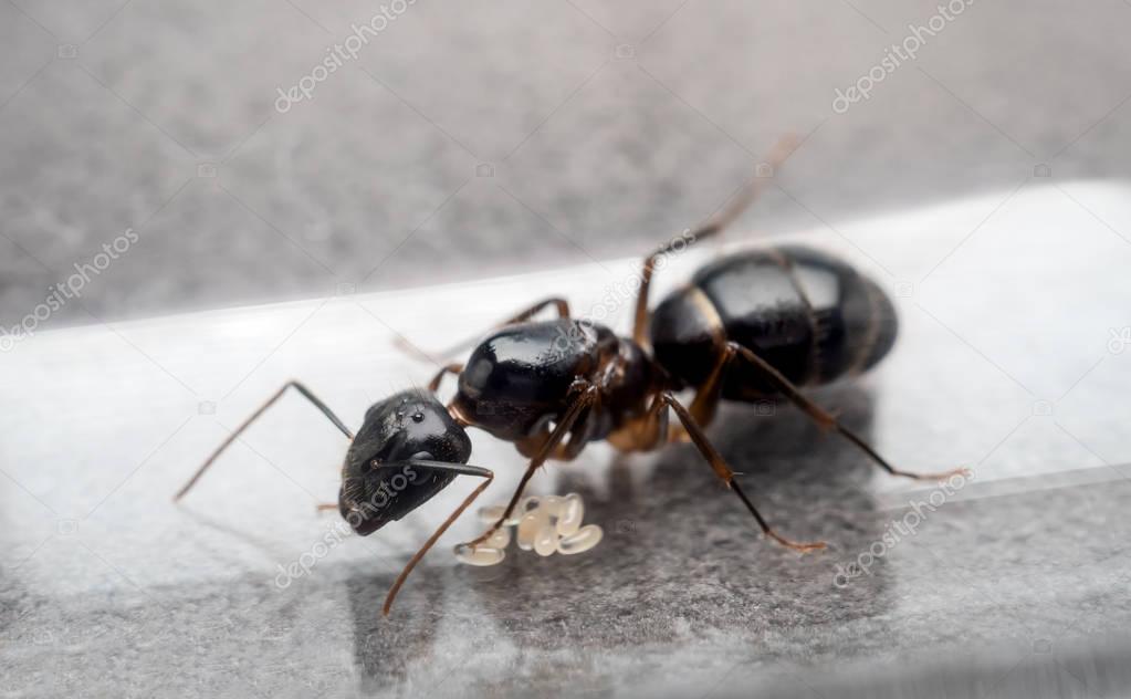 Queen Carpenter ant to prevent eggs