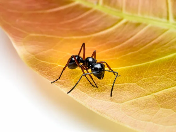 Obrero Polyrhachis laevissima hormiga sobre hoja roja — Foto de Stock