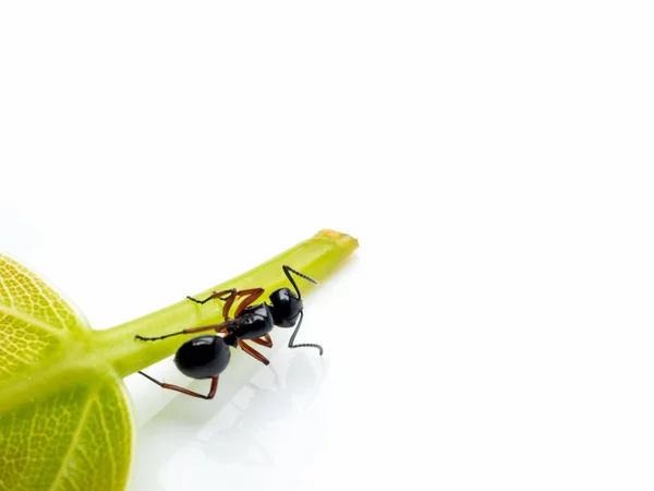 在绿叶上工人拟黑多刺 laevissima 蚂蚁 — 图库照片