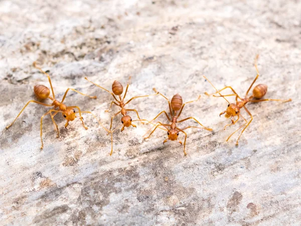 赤アリのグループの脅威を追いかけて — ストック写真