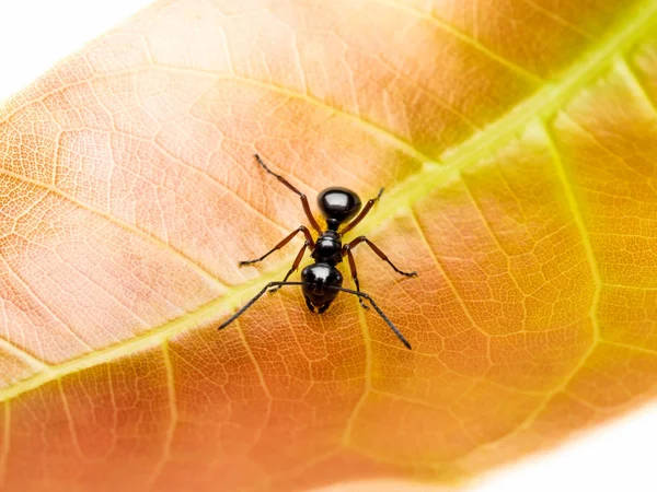 Obrero Polyrhachis laevissima hormiga sobre hoja roja — Foto de Stock