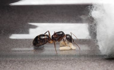 Kraliçe marangoz karınca önlemek için yumurta, larva