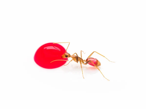 Carpenter ant eating red sweet droplet isolate — Stock Photo, Image
