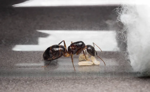 Mravenčí královna Carpenter zabránit vajíčka, larva — Stock fotografie