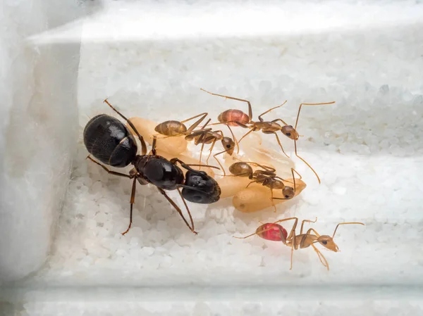 Рабочие муравьи заботятся о королеве — стоковое фото