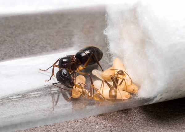Hormiga trabajadora alimentando a la reina — Foto de Stock
