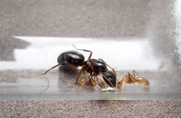 Reina y dos hormigas obreras comiendo miel — Foto de Stock