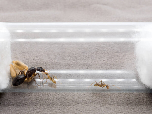 Рабочий муравей кормит королеву
