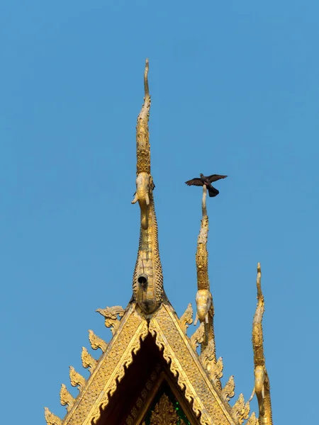 Pigeon winged on top of temple roof — Stock Photo, Image