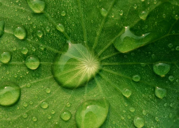 Роса на Centella asiatica после дождя — стоковое фото