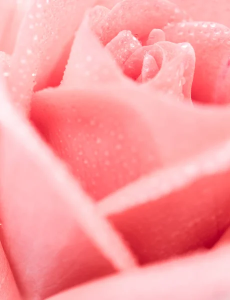 Belle fleur rose rose — Photo
