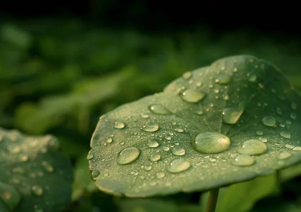 Tau auf Centella asiatica nach dem Regen — Stockfoto