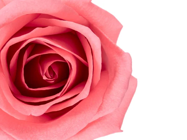 Belle fleur rose rose — Photo