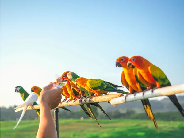 Papagaio é bonito animal de estimação exótico — Fotografia de Stock