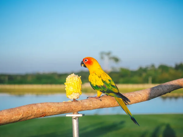 Pappagallo è carino animale domestico esotico — Foto Stock