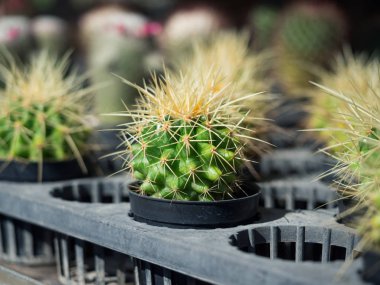 Kaktüs siyah plastik kapta