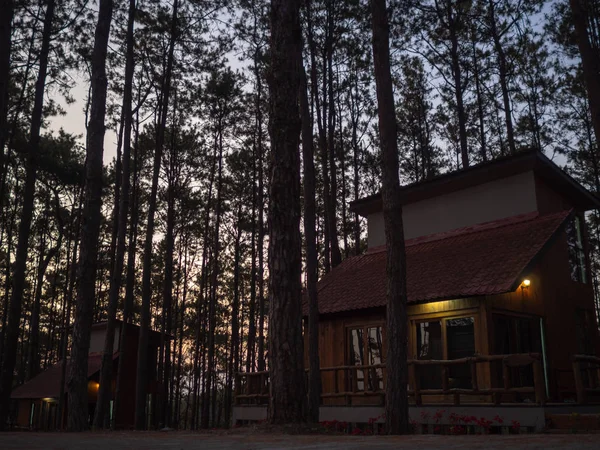 Dom wakacyjny w sosnowym lesie — Zdjęcie stockowe