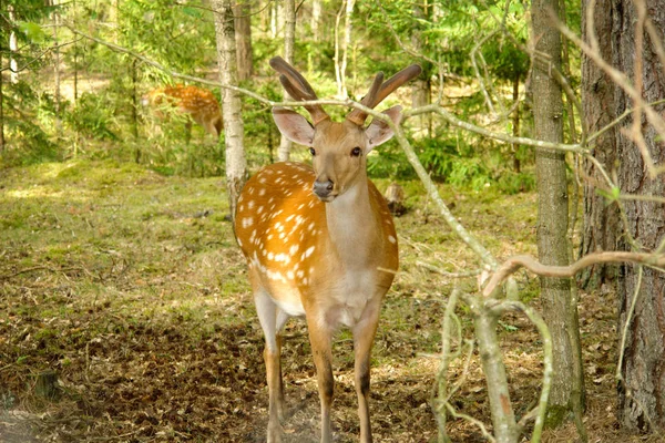 Roe deer in nature — Stock Photo, Image