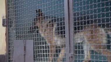 Alman çoban köpek kulübesi Pet