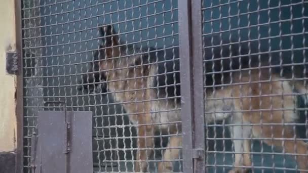 Deutsche Schäferhunde Zwinger — Stockvideo