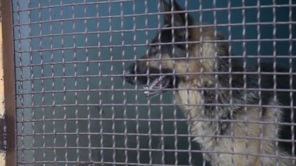 Alman Çoban Köpek Kulübesi — Stok video