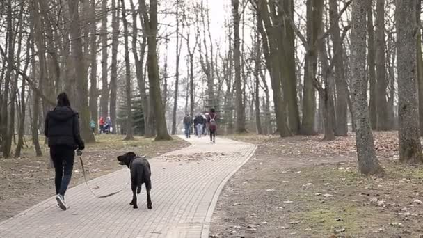 若い女の子は黒犬と春の公園を散歩して — ストック動画