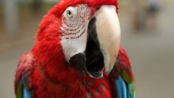 Perroquet rouge ARA est assis sur une branche 