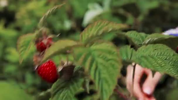 As mãos femininas escolhem framboesas vermelhas maduras de um arbusto — Vídeo de Stock