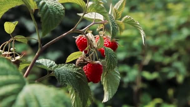 Rote reife Himbeeren auf einem Strauch — Stockvideo