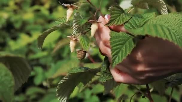 Female hands picks ripe red raspberries from a bush — 비디오