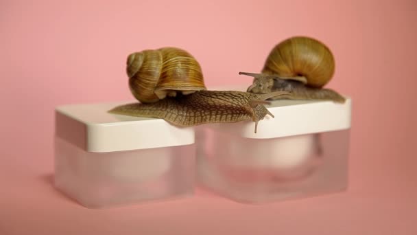 Δύο σαλιγκάρια σέρνονται σε ένα βάζο με κρέμα. Κρέμα ολίσθησης σαλιγκαριών — Αρχείο Βίντεο