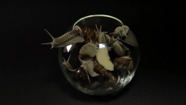 Snails crawl out of a glass vase on a black background — Stock Footage Snails Crawl Out Glass Vase Black Background Royalty Free Stock Video