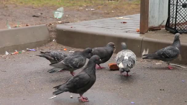 Les pigeons picorent un morceau de pain dans la rue — Video