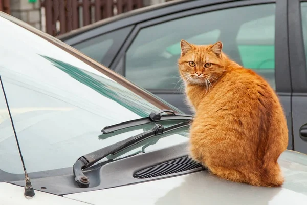 Red cat is sitting on the hood of a car — Stok fotoğraf