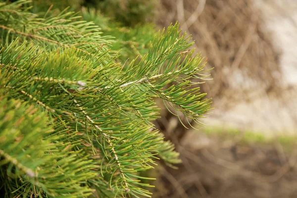 Spruce branch with green needles. Pine coniferous branch — Stock Fotó