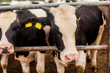 Yakın plan bir boğanın başı büyüyen boğa yavruları katledilir..