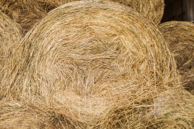 Hayvanlar için kuru otlar.
