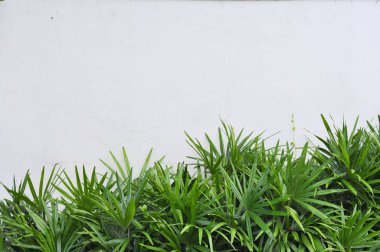 Yeşil bitki Beyaz çimento duvar ile 