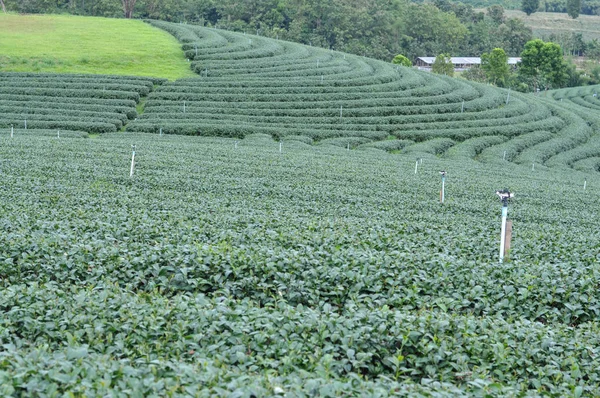 yeşil çay saç ekimi