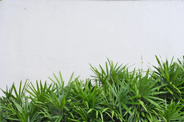 Yeşil bitki Beyaz çimento duvar ile 