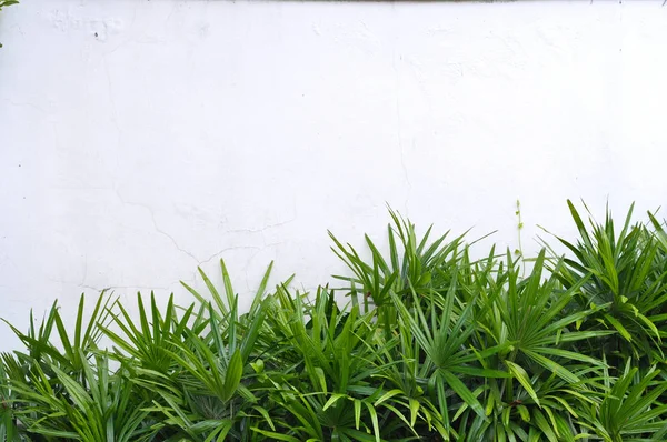 Yeşil bitki Beyaz çimento duvar ile 