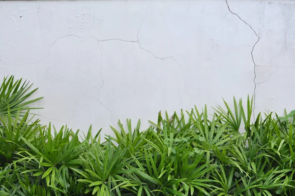 Yeşil bitki beyaz duvar ile 