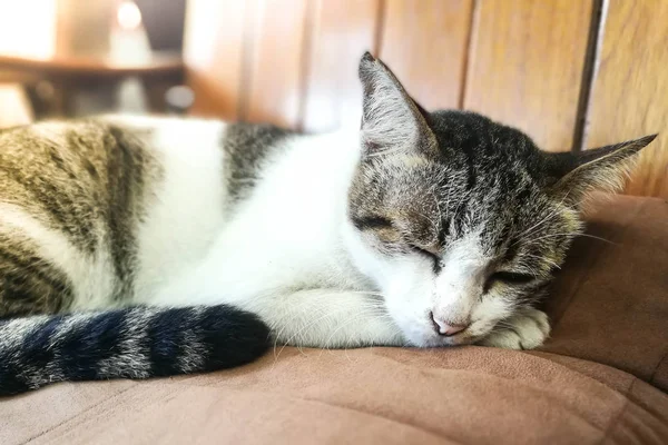 Un gato dormido con un ojo abierto . —  Fotos de Stock