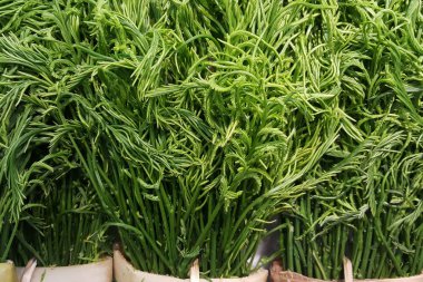 Yakın çekim taze Cha-om, akasya pennata, akasya Pennata (L.) Willd.Subsp.Insuavisnielsen