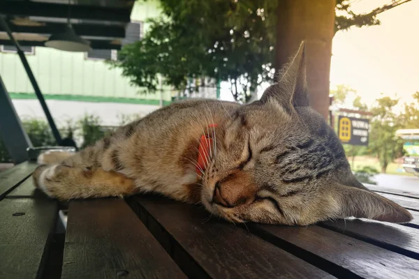 Три цвета кошка закрыть спать на деревянный стол — стоковое фото