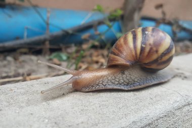 yavaş yavaş ilerlemeye closeup kahverengi salyangoz