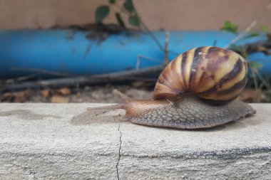 yavaş yavaş ilerlemeye closeup kahverengi salyangoz