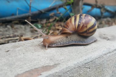 yavaş yavaş ilerlemeye closeup kahverengi salyangoz