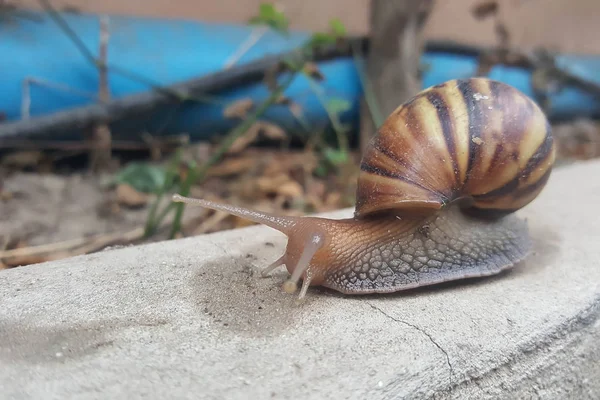 yavaş yavaş ilerlemeye closeup kahverengi salyangoz
