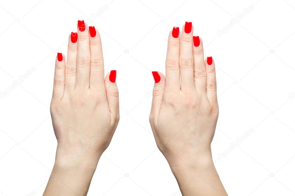 closeup of hands a young woman with long red manicure on nails against white background